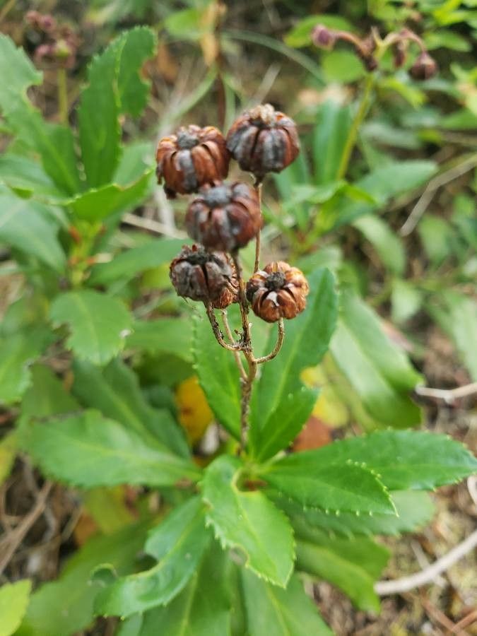 Chimaphila umbellata fruit