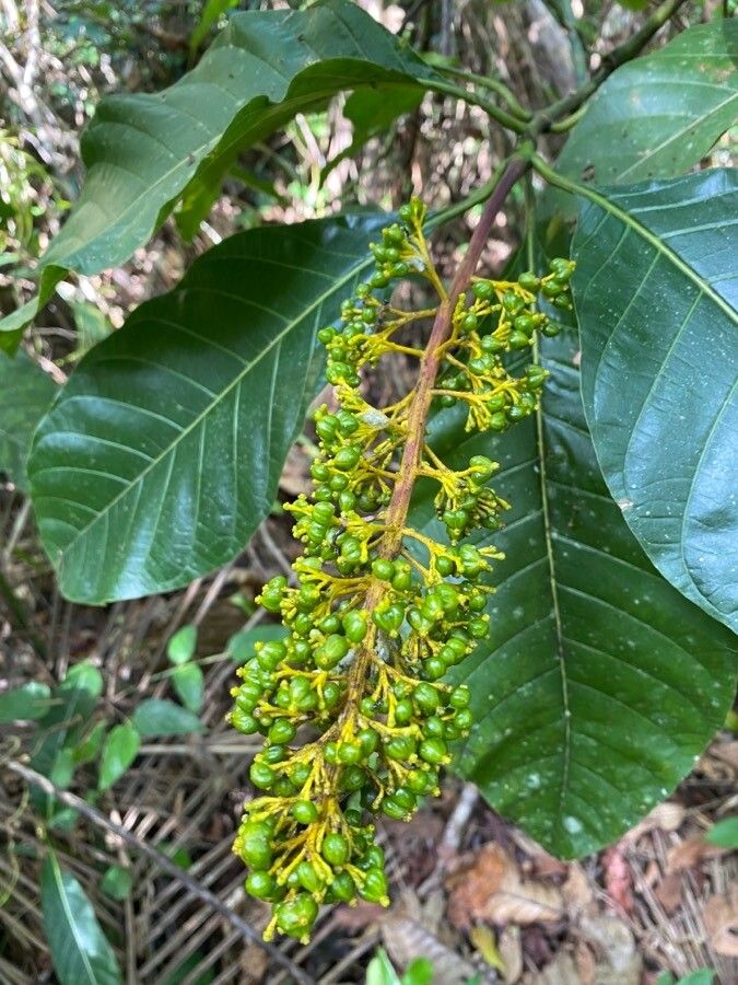 Palicourea blanchetiana fruit
