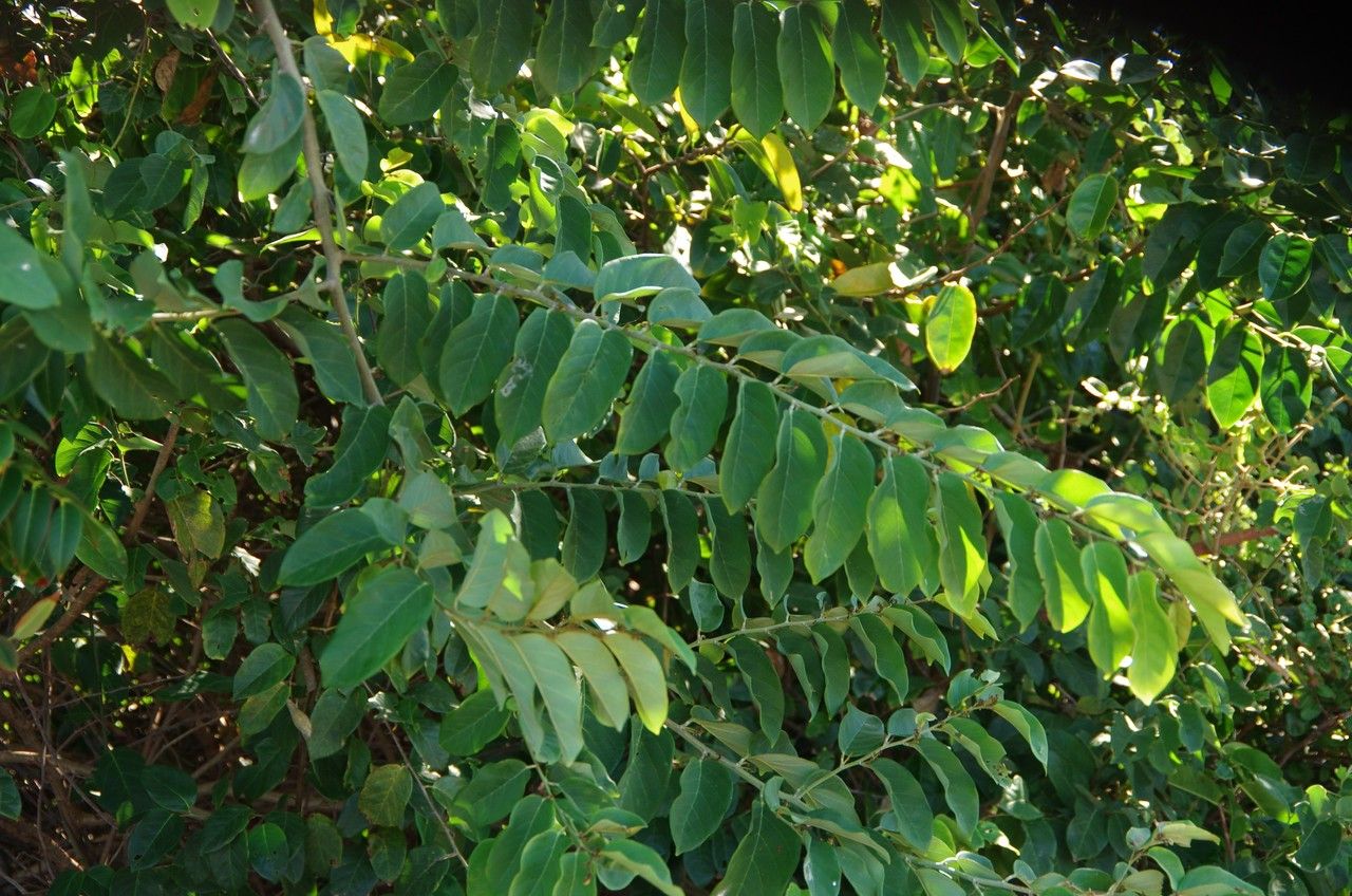 Diplopterygium glaucum — houseplant care guide