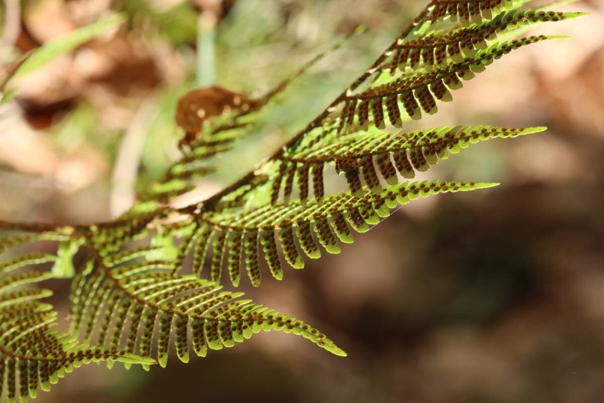 Dryopteris subhikonensis leaf