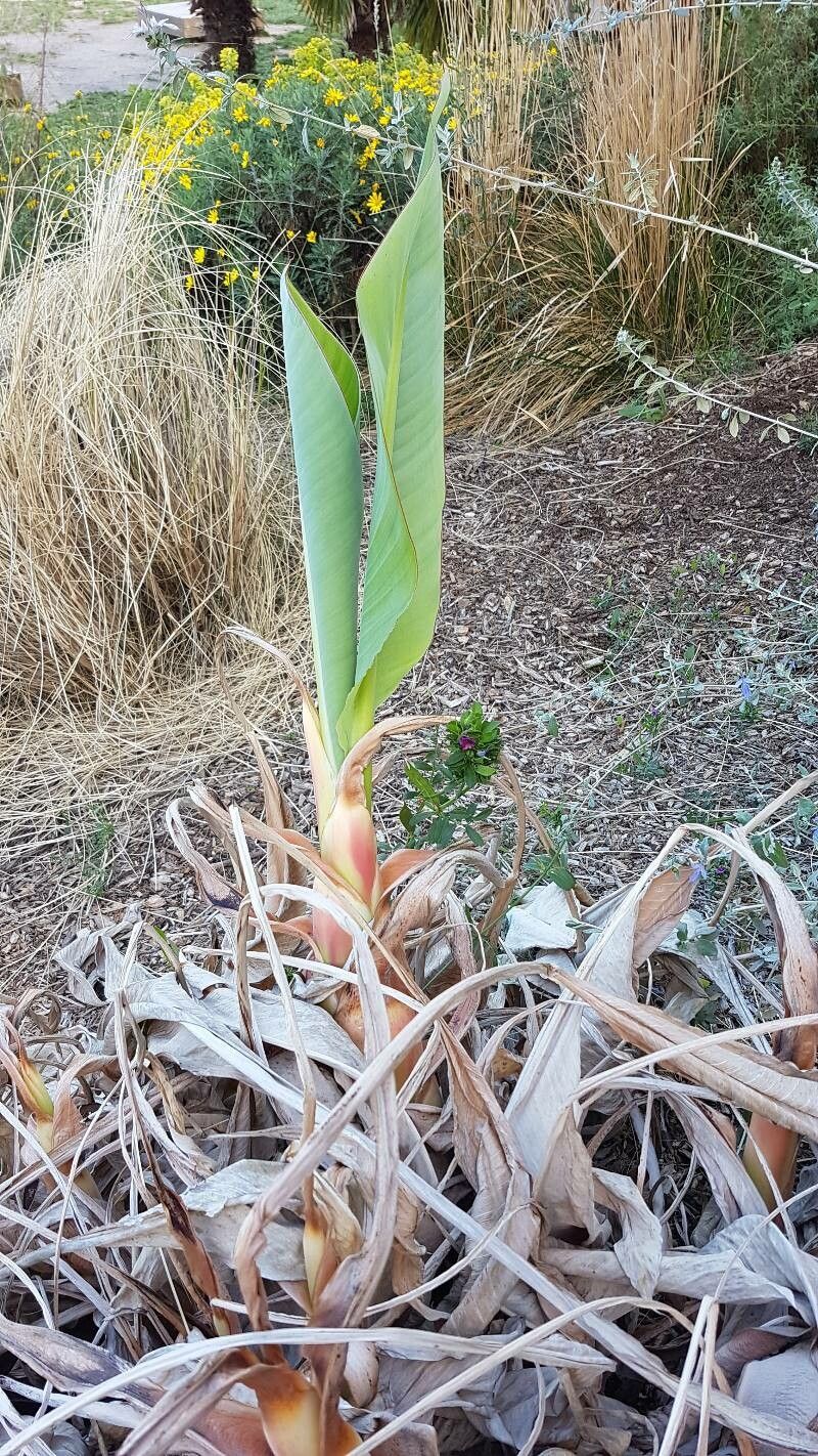 Musella lasiocarpa — search result for 'Musaceae'