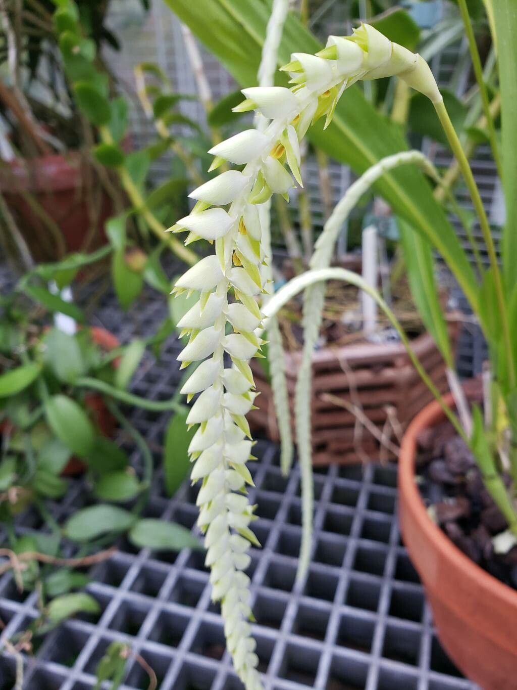 Coelogyne magna flower