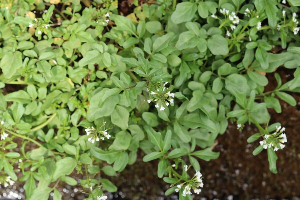 Cardamine niigatensis flower