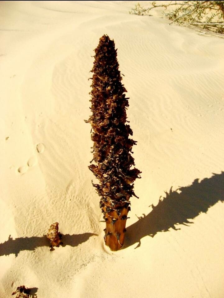 Orobanche densiflora habit