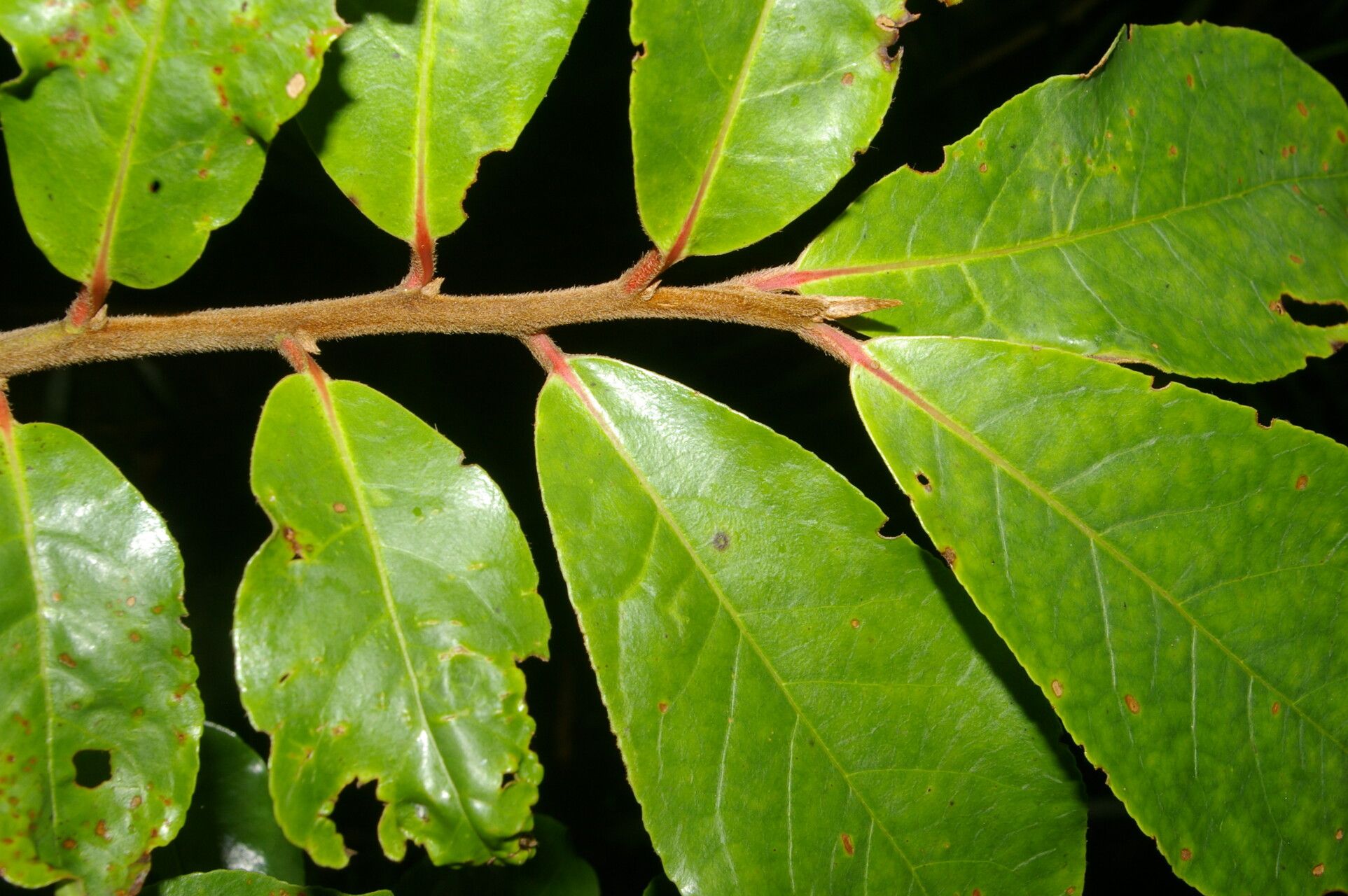 Symplocos serrulata leaf