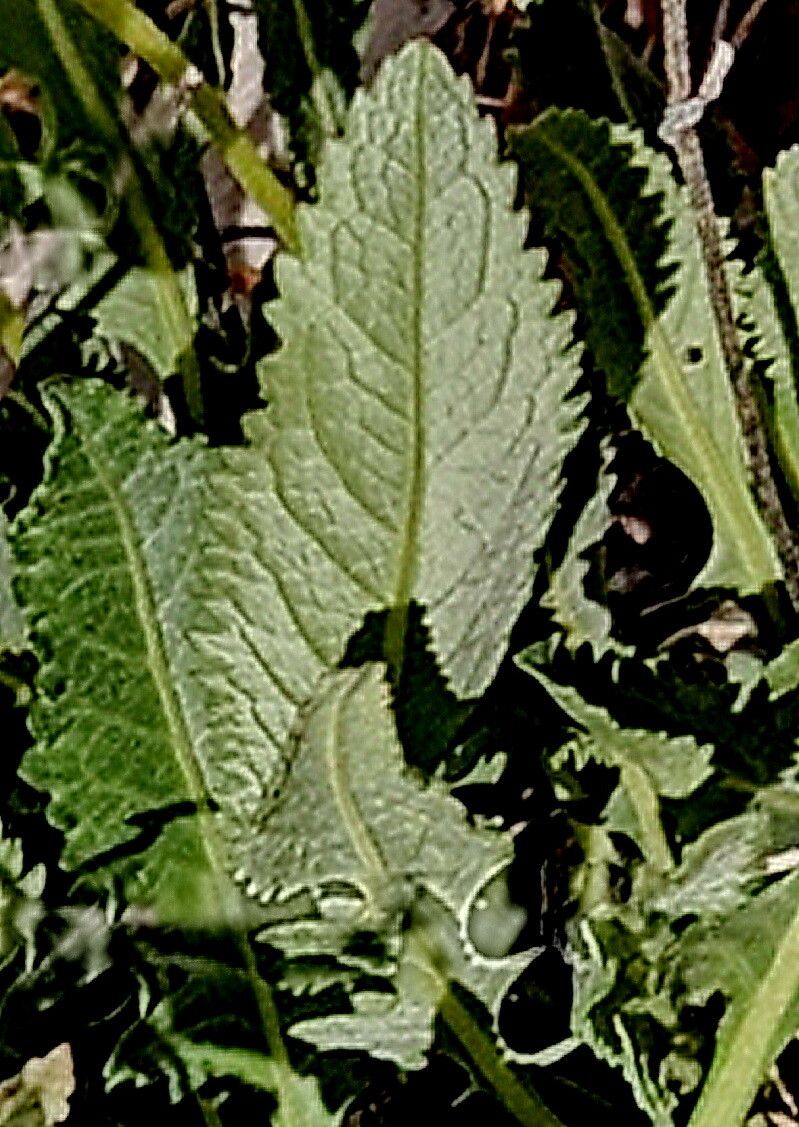 Berlandiera macvaughii