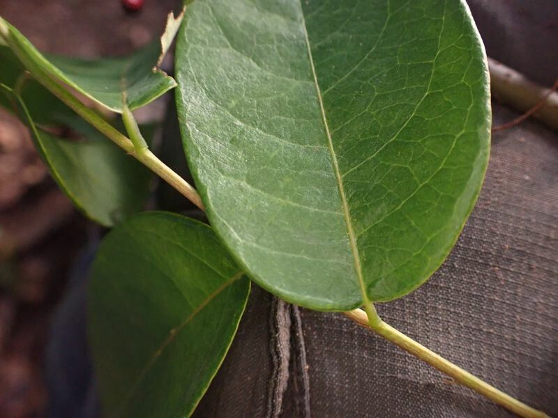 Phyllanthus muellerianus leaf