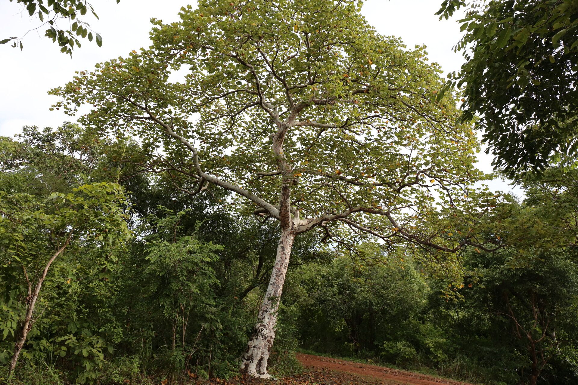 Sterculia quinqueloba habit