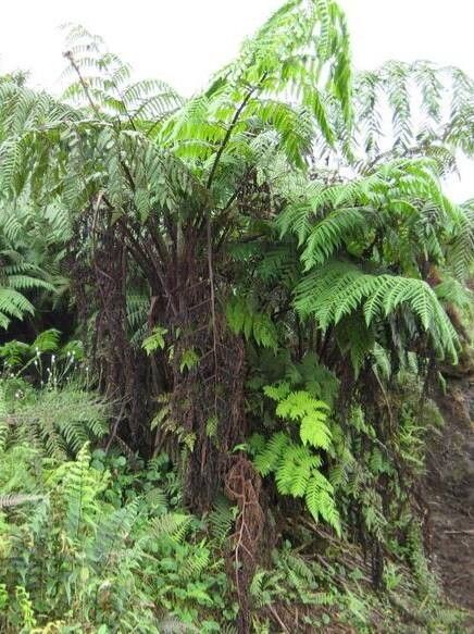 Cyathea weatherbyana habit