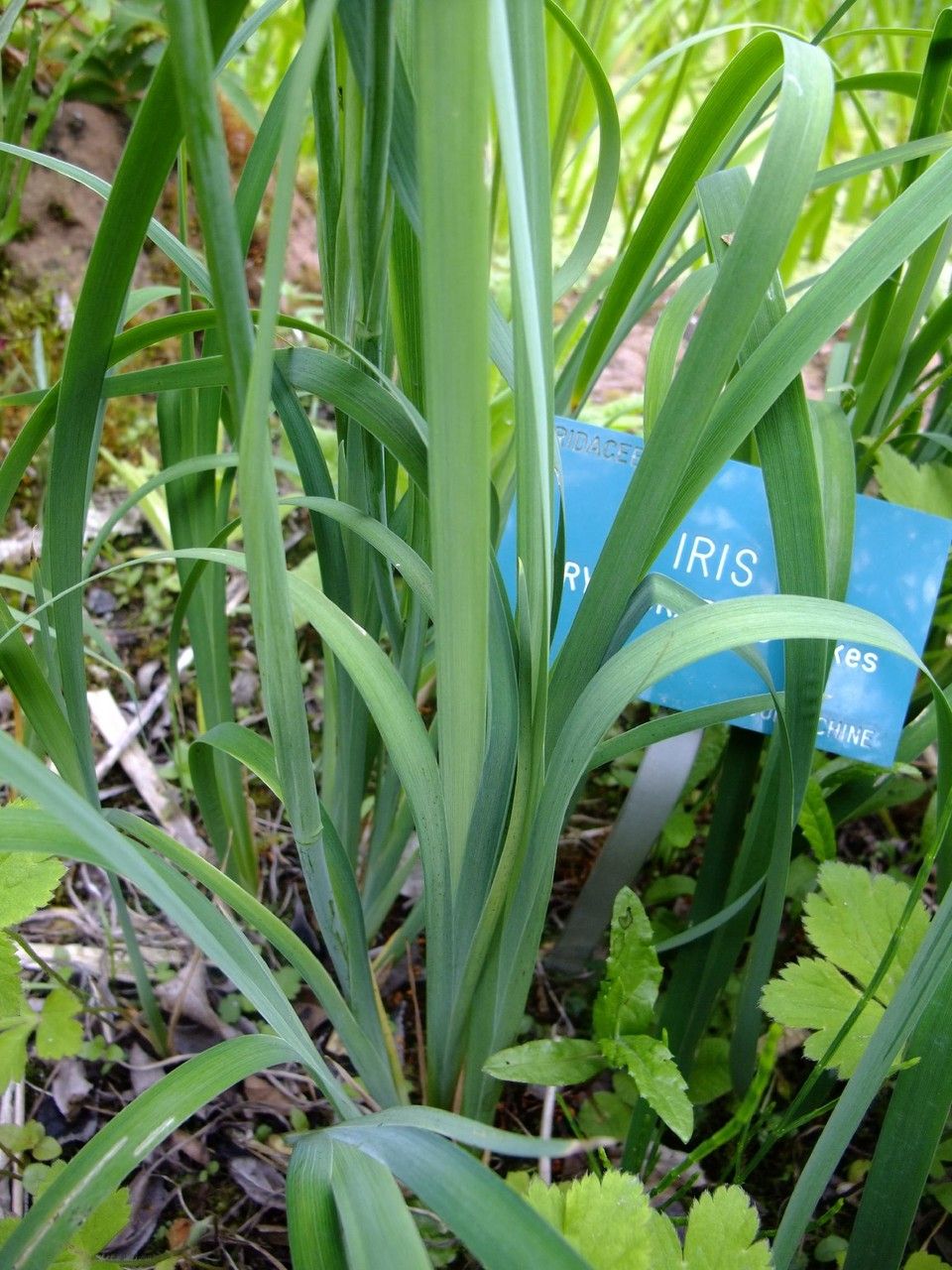 Iris chrysographes leaf