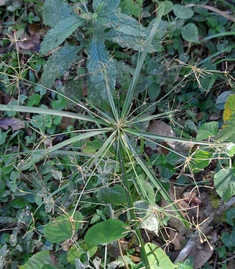 Cyperus friburgensis habit