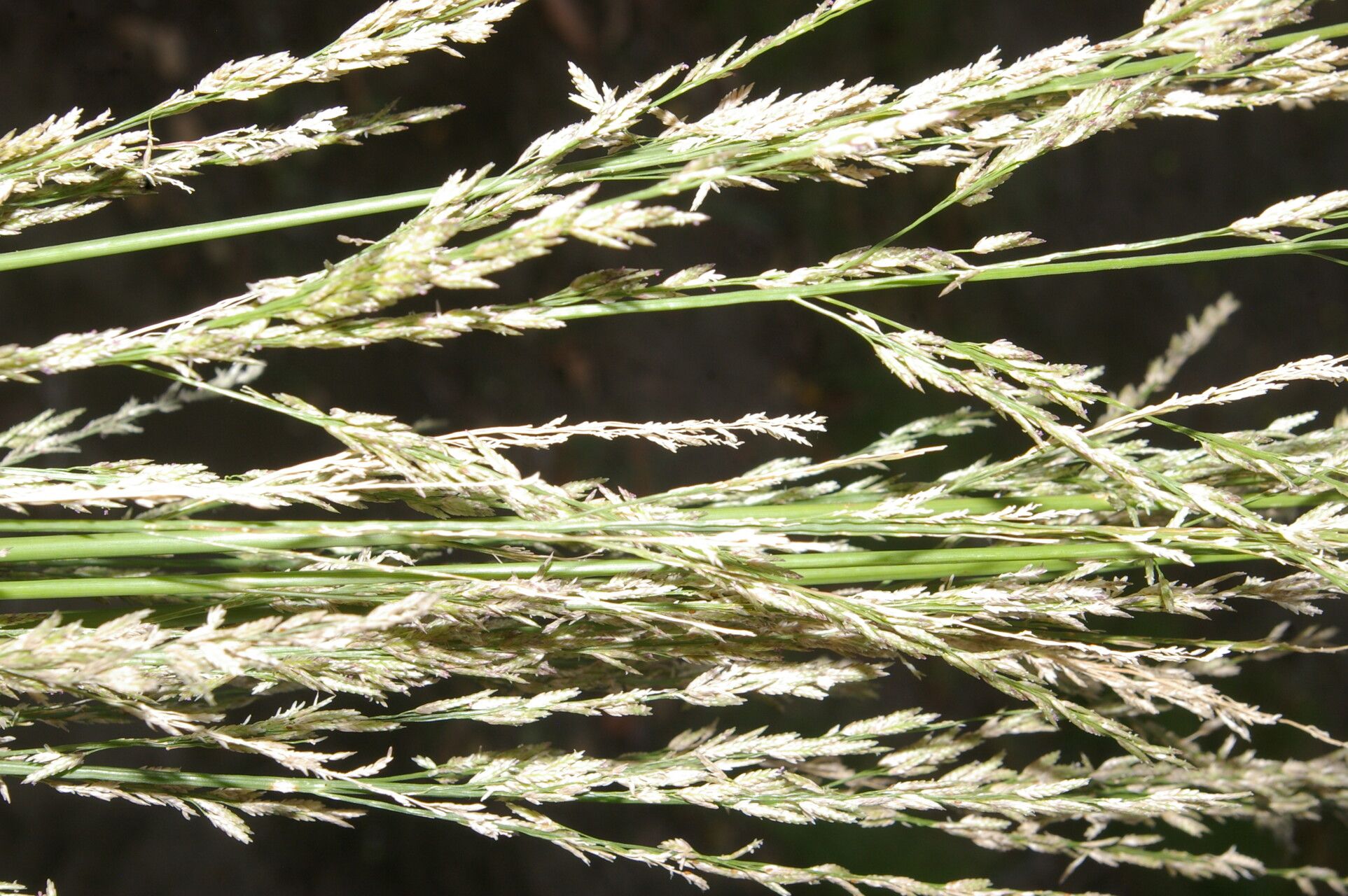 Eragrostis domingensis fruit