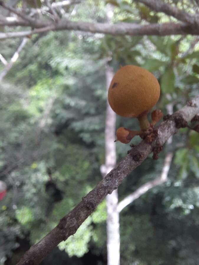 Pradosia cochlearia fruit
