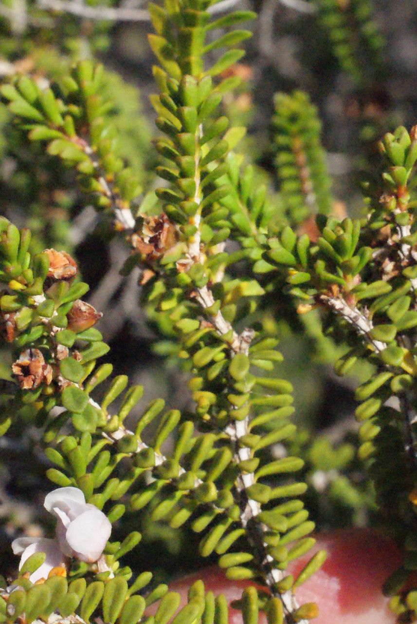 Diplolaena grandiflora leaf