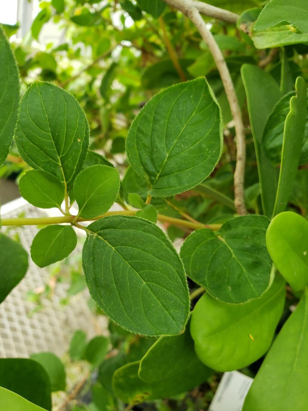 Heterocentron suffruticosum — related species from the same genus