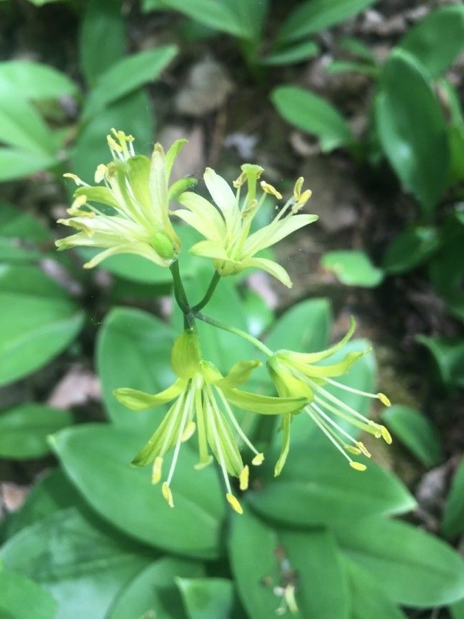 Clintonia borealis flower