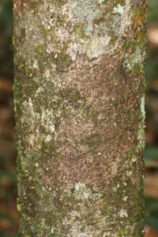 Parinari campestris — related species from the same genus