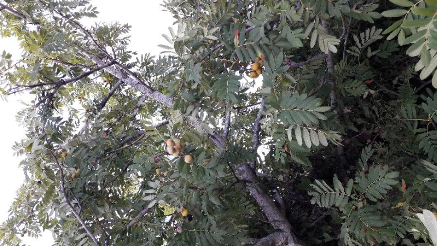 Sorbus domestica leaf