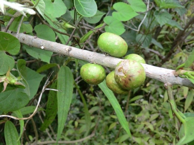 Ficus reflexa fruit