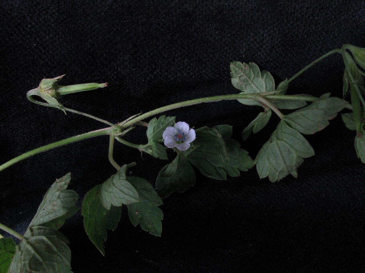 Geranium nepalense habit