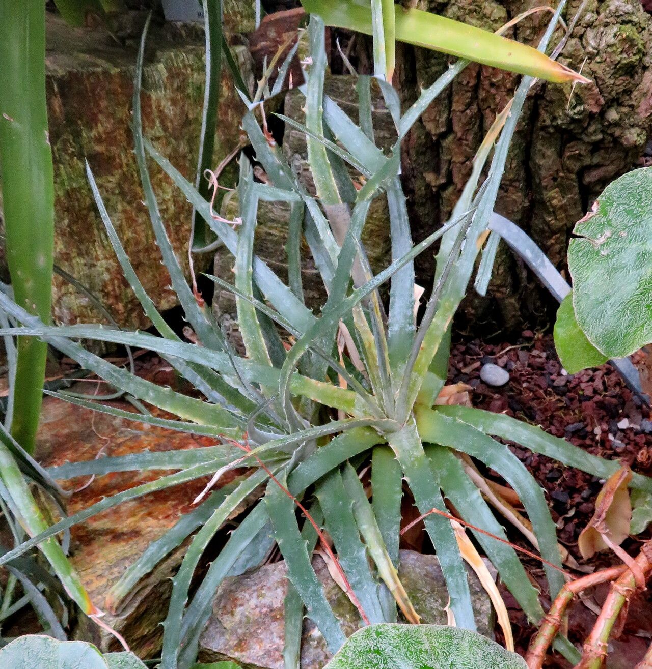 Hechtia liebmannii habit