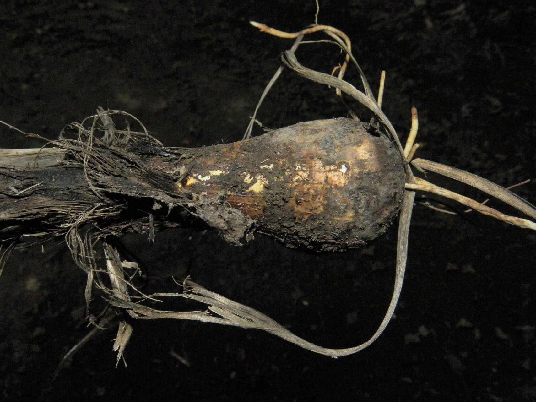 Schoenocaulon officinale fruit