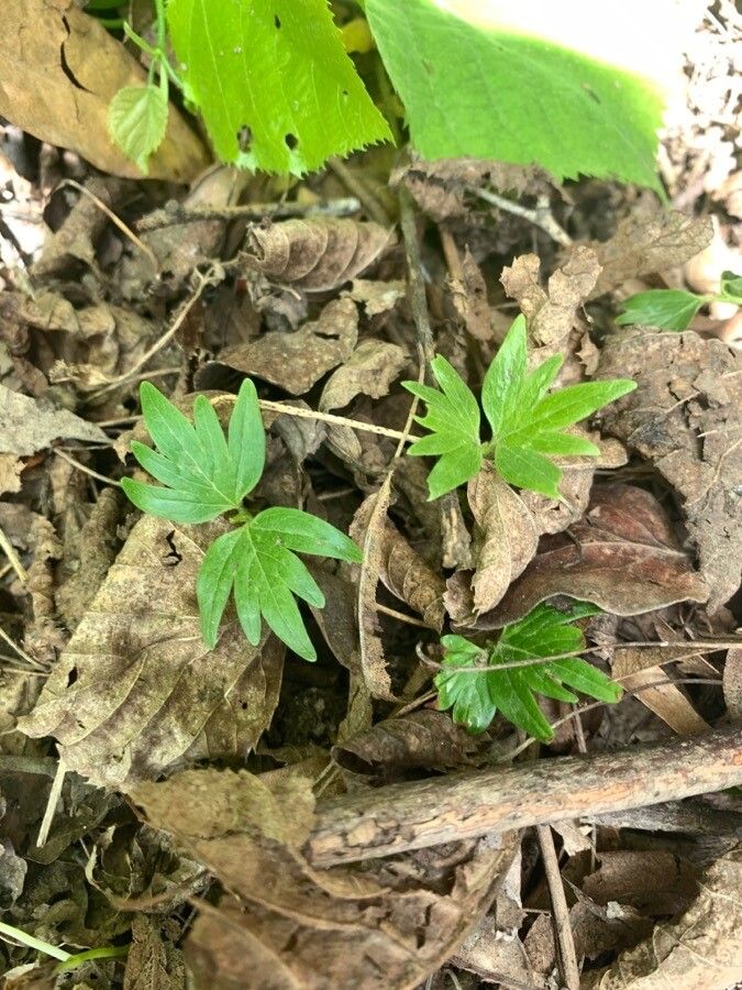 Ranunculus hispidus leaf