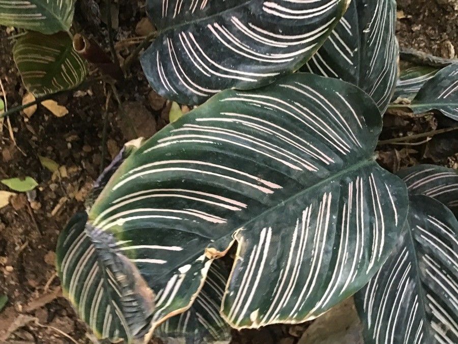 Calathea ornata