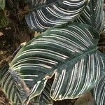 Calathea ornata