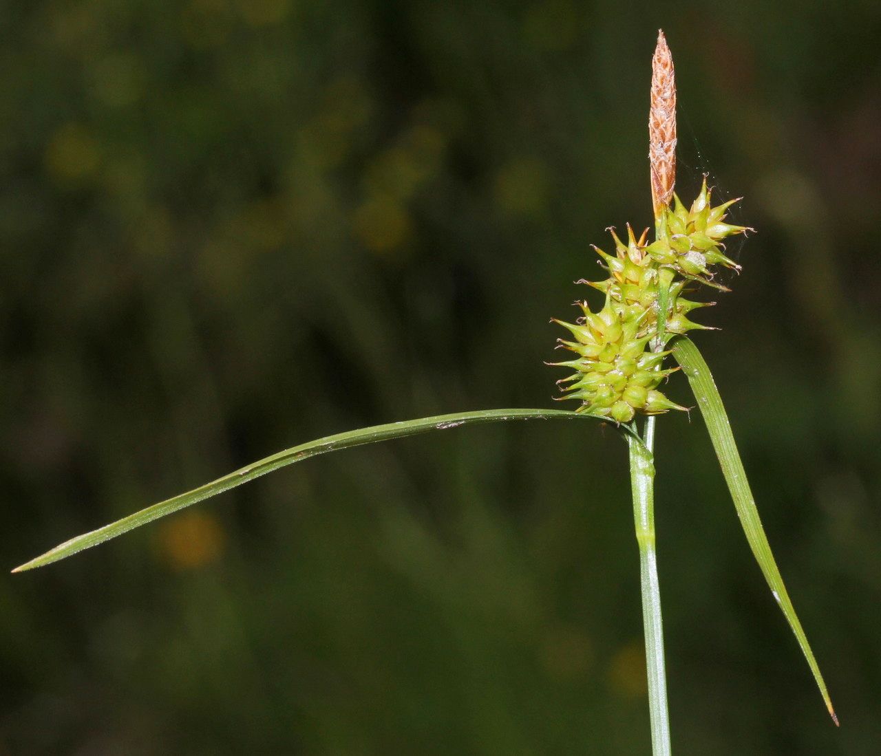 Carex lepidocarpa fruit