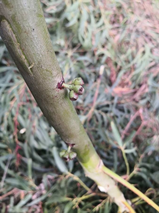 Eucalyptus pauciflora fruit