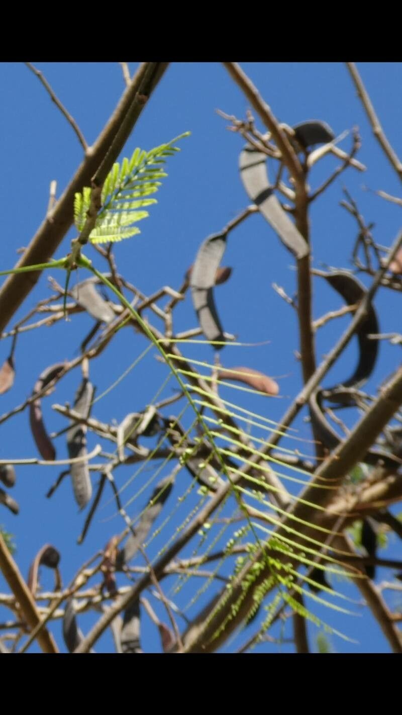Vachellia campeachiana fruit