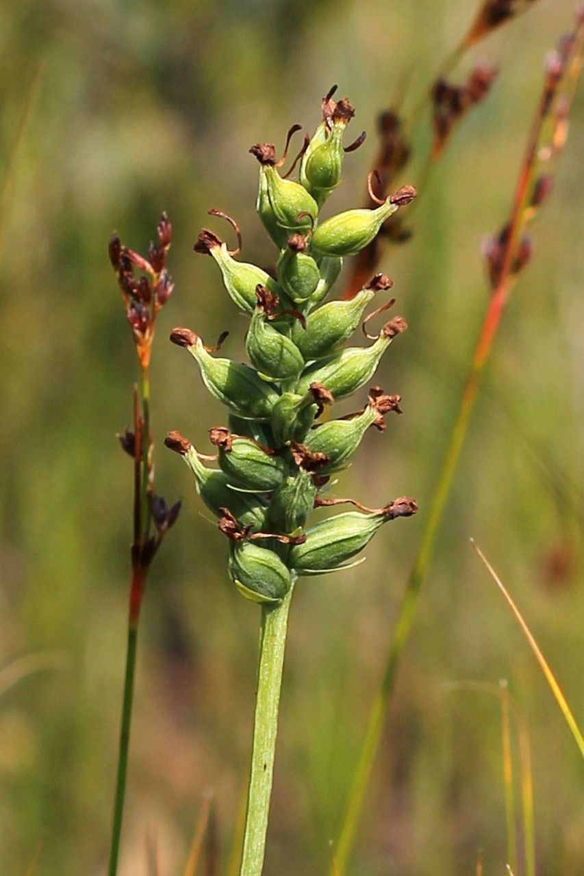 Platanthera clavellata fruit