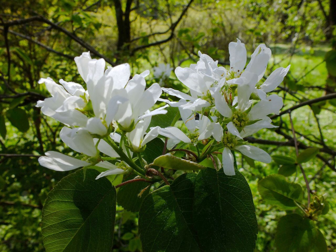 Amelanchier cusickii flower