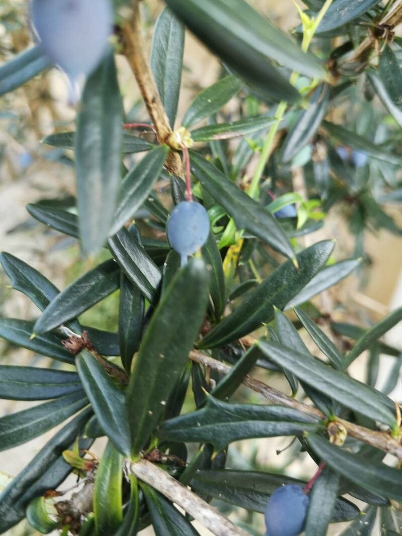 Berberis soulieana fruit