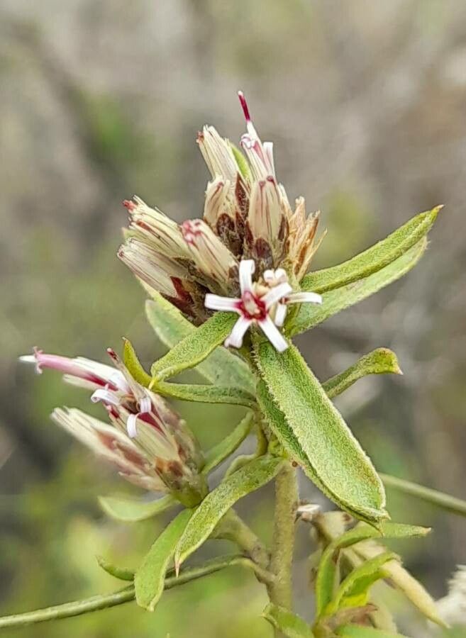 Gochnatia glutinosa flower