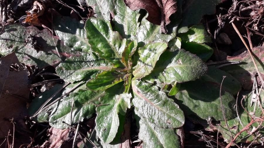 Taraxacum pyropappum — search result for 'Taraxacum'