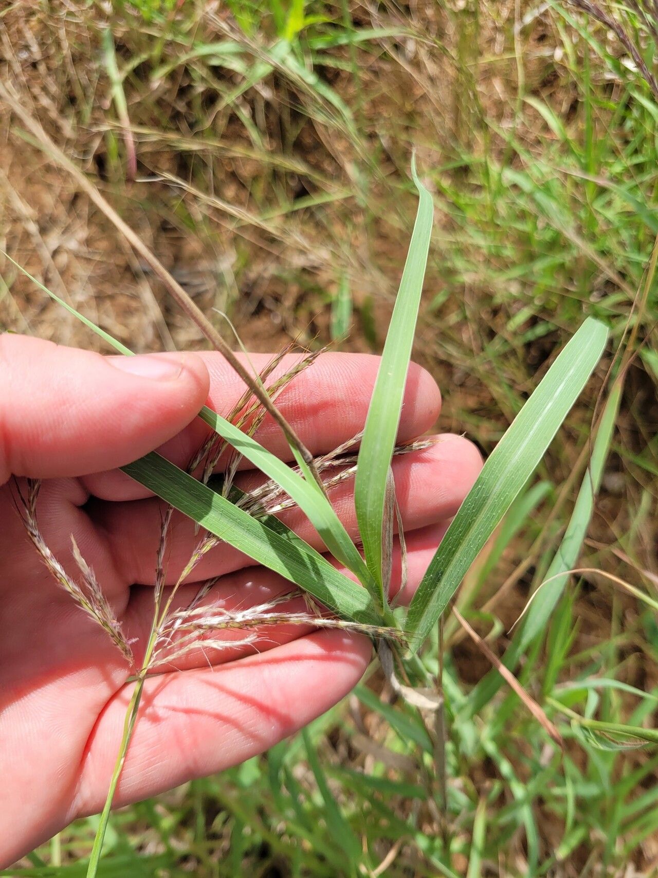 Bothriochloa radicans — houseplant care guide