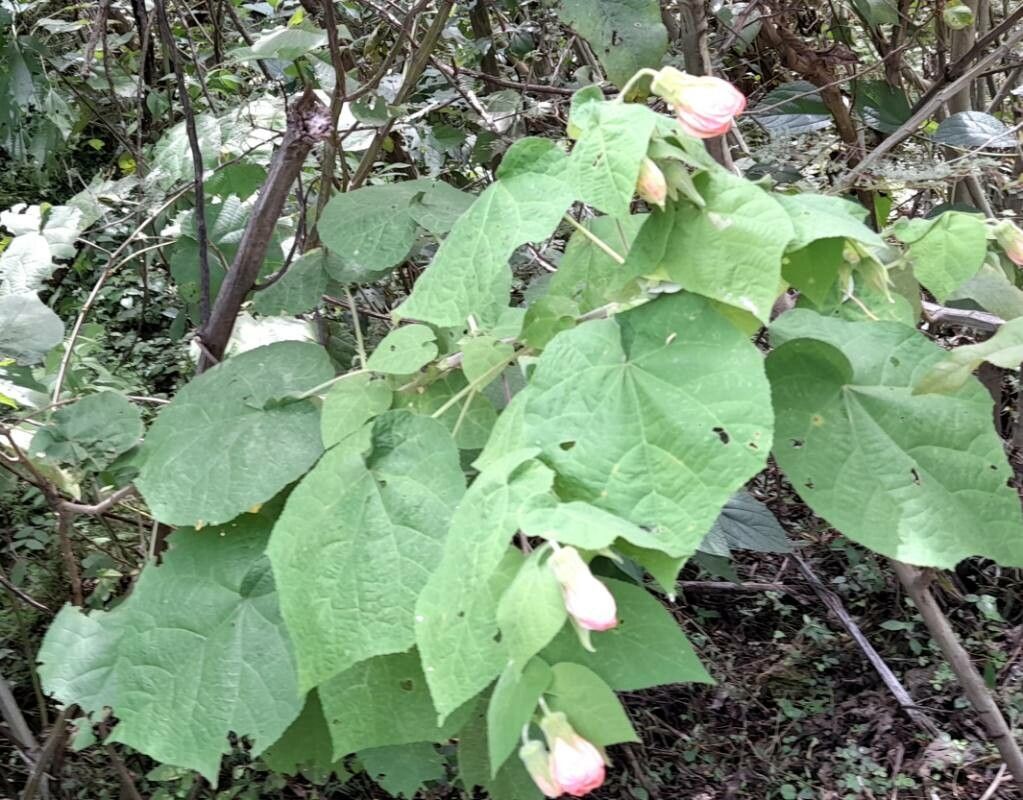 Callianthe jujuiensis habit