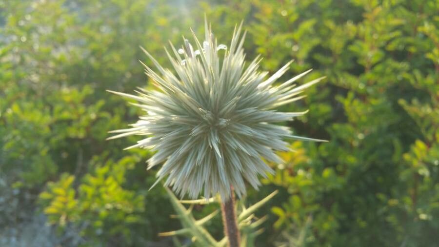 Echinops spinosissimus fruit