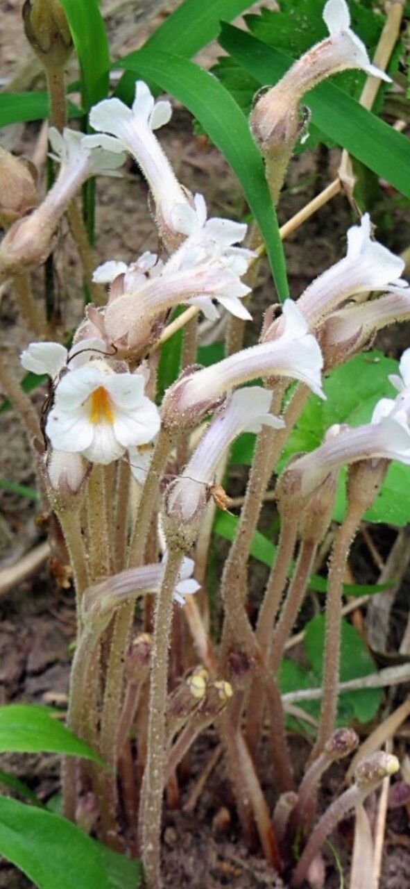 Orobanche uniflora — houseplant care guide