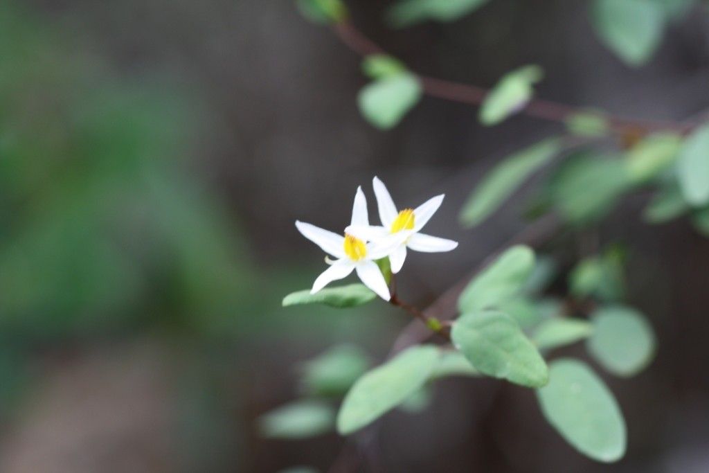 Solanum vaccinioides — houseplant care guide