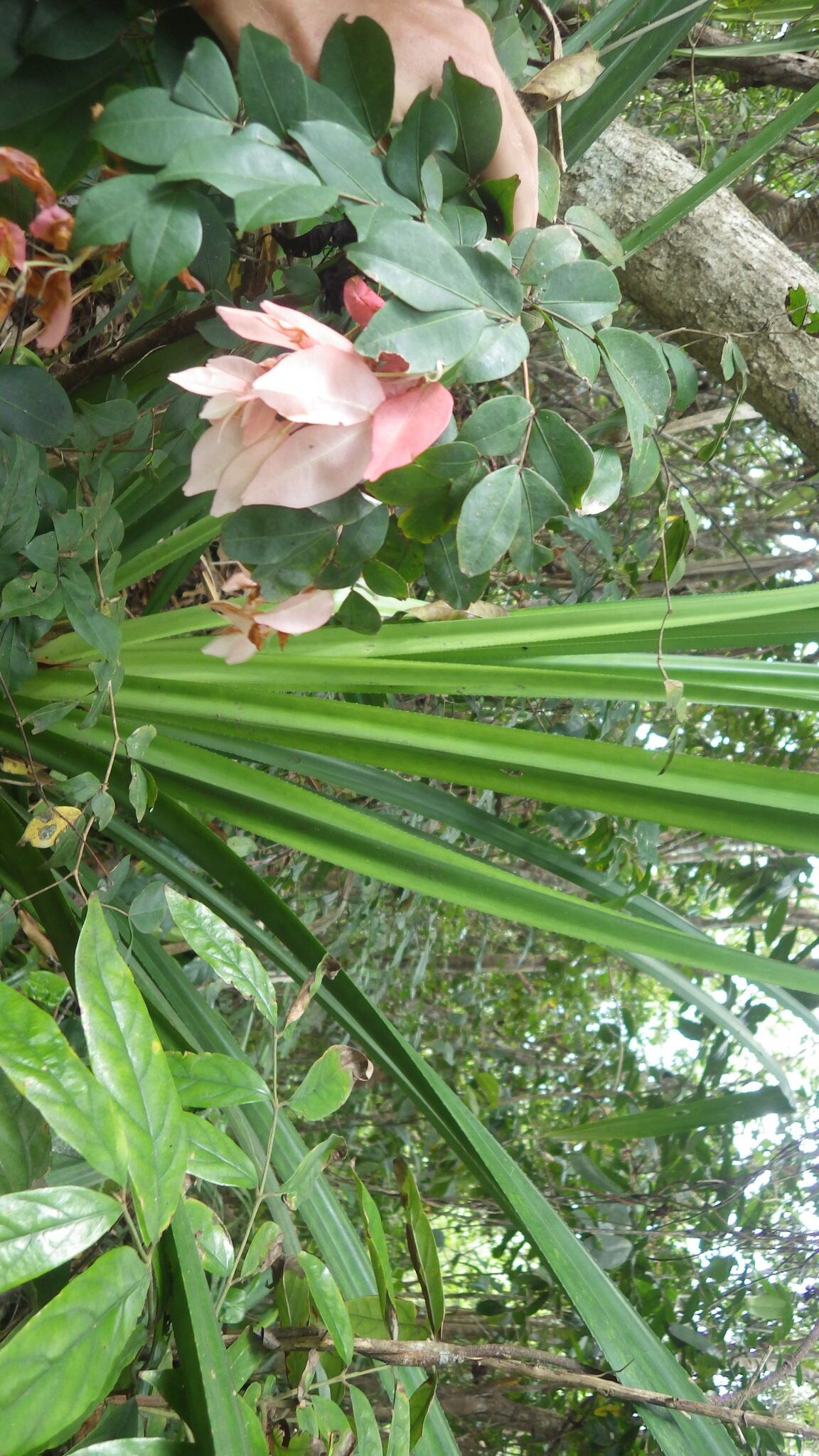 Cynometra floretii — houseplant care guide