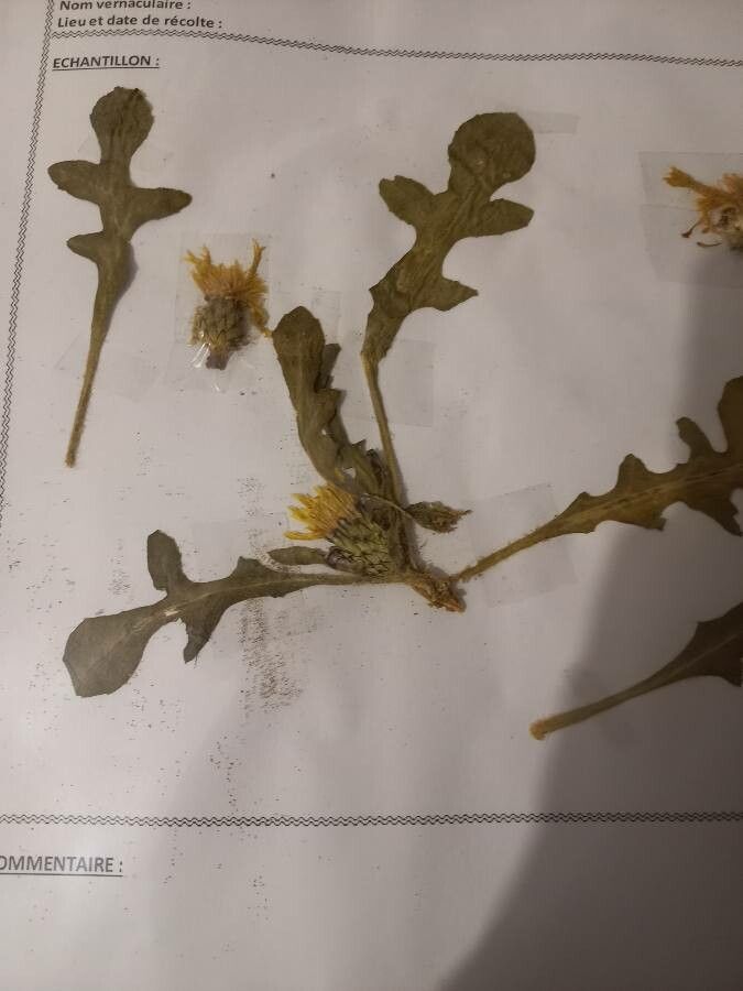 Centaurea involucrata — houseplant care guide