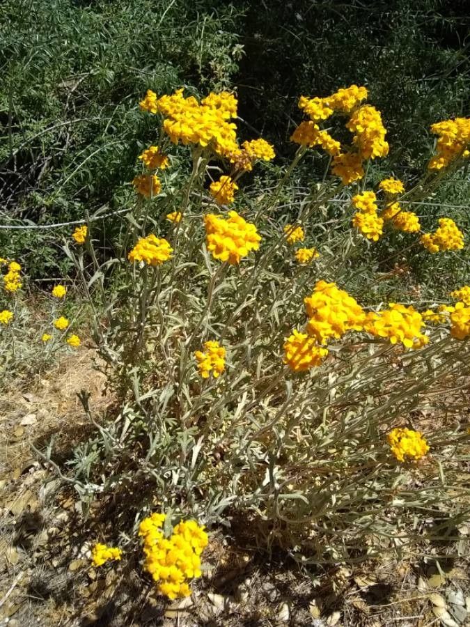 Eriophyllum stoechadifolium habit