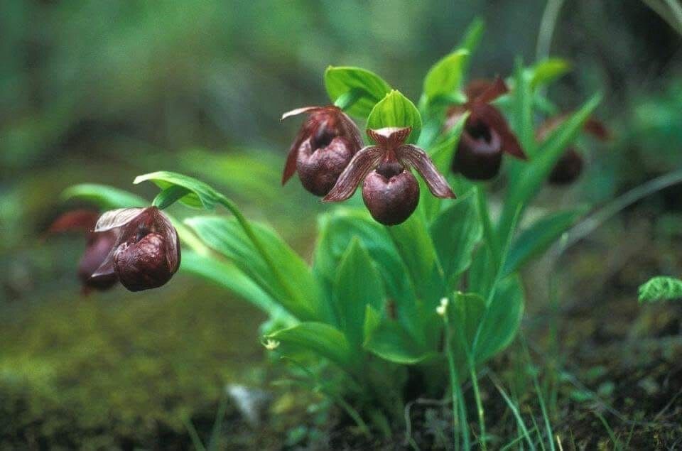 Cypripedium tibeticum flower
