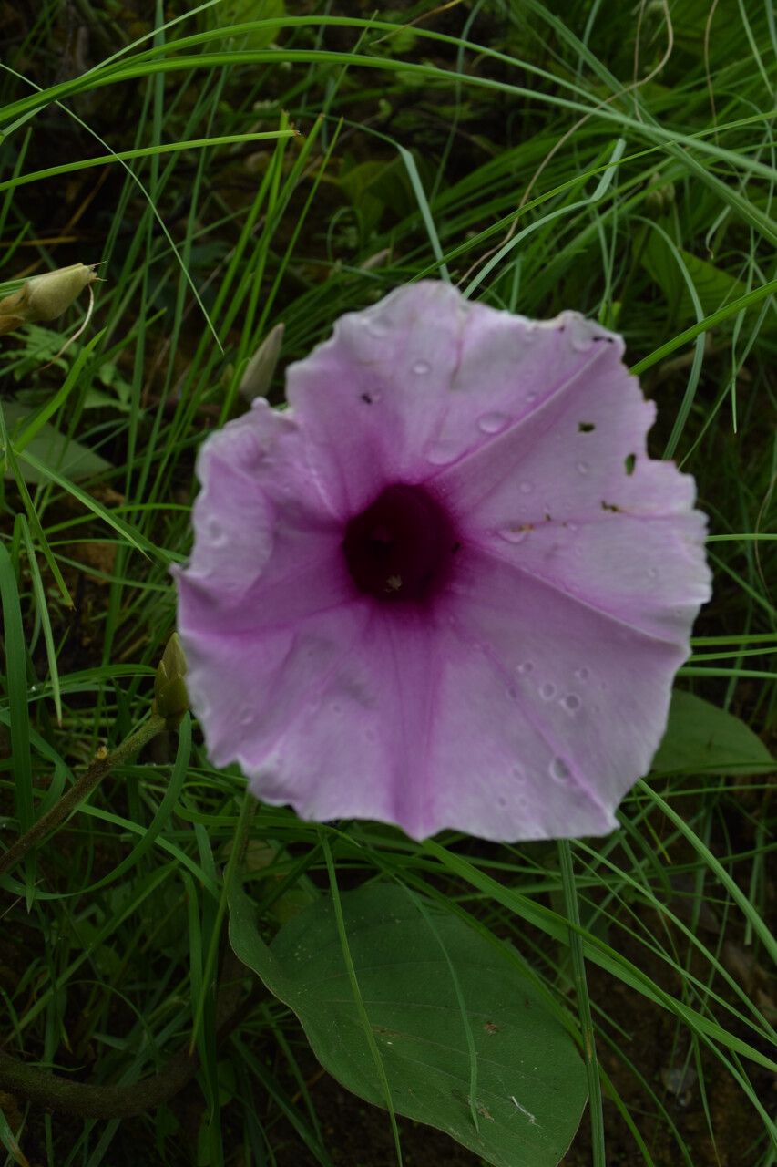 Argyreia setosa — search result for 'Argyreia'