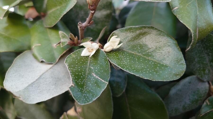Elaeagnus x ebbingei flower