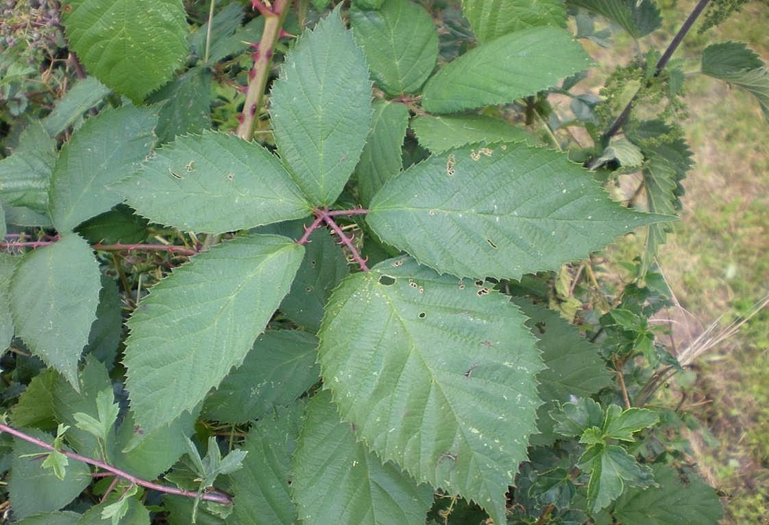 Rubus geniculatus leaf