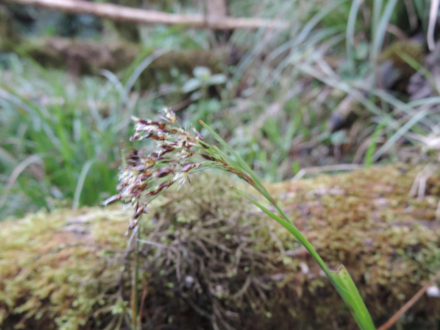 Luzula johnstonii flower
